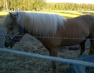 Kilkkilän Farmi - Iitti - Tekeminen ja toiminta - Kymenlaakso - Kylään.fi - Kylämatkailun tietopankki