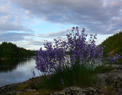 Yläkemijoen Kylämarkkinat - Rovaniemi - Tapahtumat & Teatterit - Lappi - Kylään.fi - Kylämatkailun tietopankki