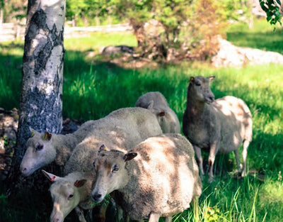 Liehtalanniemen museotila - Puumala - Nähtävyydet & Käyntikohteet - Etelä-Savo - Kylään.fi - Kylämatkailun tietopankki