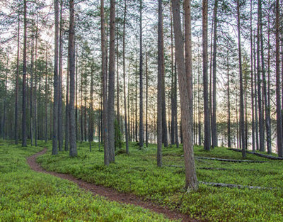 JoogaTaival - Suomussalmi - Tekeminen ja toiminta - Kainuu - Kylään.fi - Kylämatkailun tietopankki