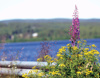 Yläkemijoen Kylämarkkinat - Rovaniemi - Tapahtumat & Teatterit - Lappi - Kylään.fi - Kylämatkailun tietopankki