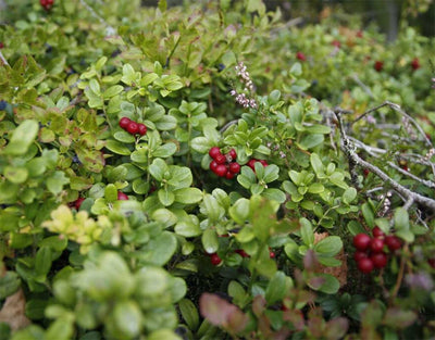 Karuna - Sauvo - Kylät - Varsinais-Suomi - Kylään.fi - Kylämatkailun tietopankki